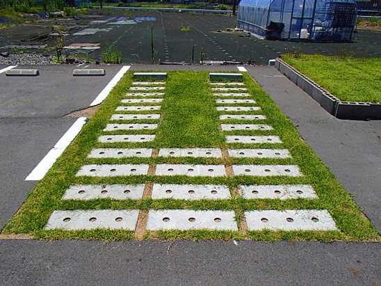 02 施工后草坪成长情况事俘（铺设实现10个月后）.jpg